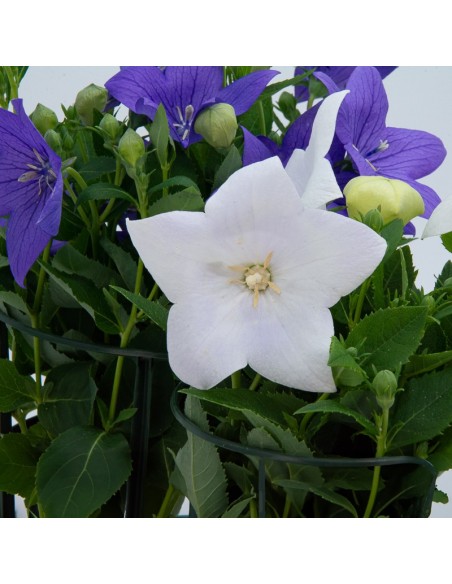 Platycodon o campanilla china (maceta 13 cm Ø)