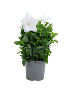 Platycodon ou sino chinês (pote de 13 cm de diâmetro) 2