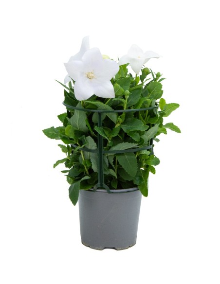 Platycodon o campanilla china (maceta 13 cm Ø)