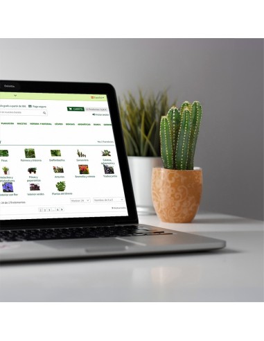 cactus informatique