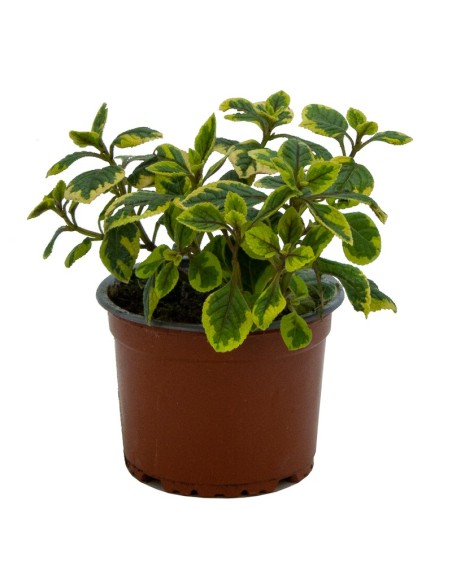 Planta del diner (test 10,5 cm ø)