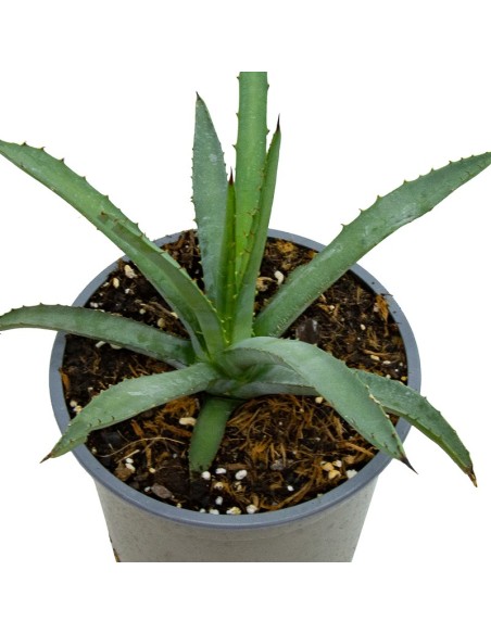 Cactus Euphorbia (test 12 cm ø)