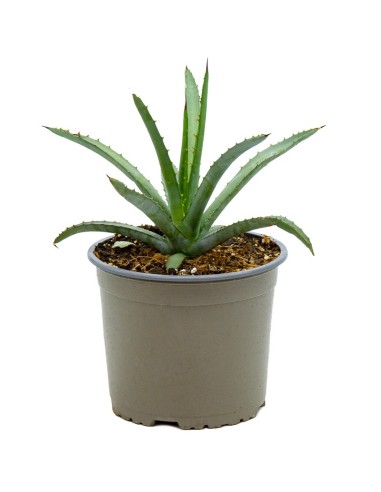 Agave macrocantha (maceta 12 cm ø)