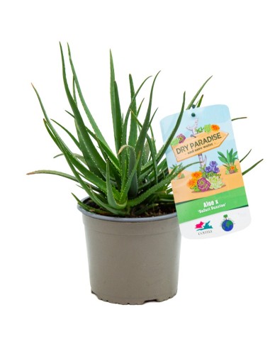 Aloe safari sunrise (vaso 12 cm ø)