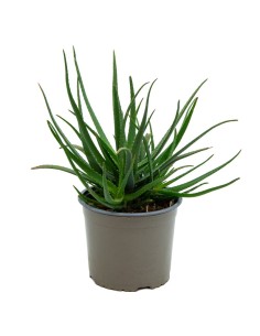 Aloe safari sunrise (maceta 12 cm ø)