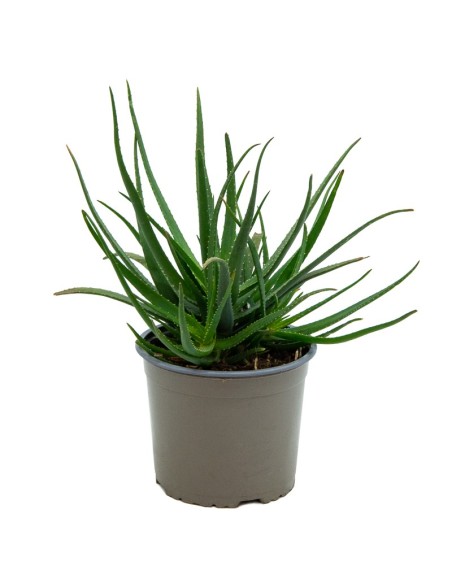 Aloe safari sunrise (vaso 12 cm ø)