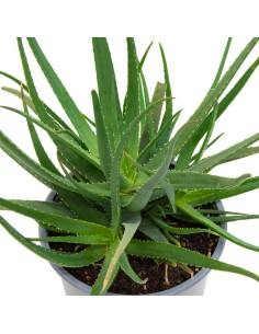 Aloe safari sunrise (maceta 12 cm ø) 2