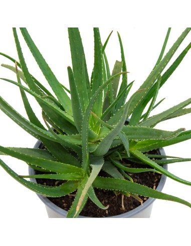 Aloe safari sunrise (vaso 12 cm ø)