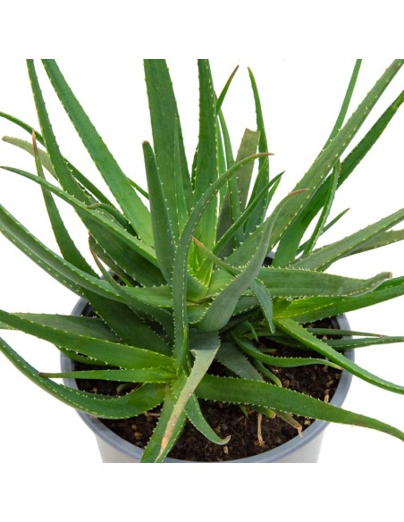 Aloe safari sunrise (vaso 12 cm ø)