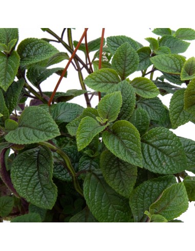 Plectranthus Ciliatus (vaso 13 cm Ø)