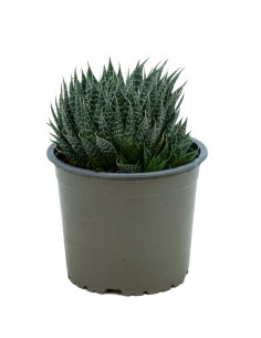 Aloe aristata (maceta 12 cm ø)