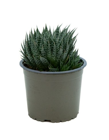 Aloe aristata (test 12 cm ø)