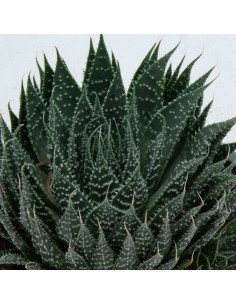 Aloe aristata (maceta 12 cm ø) 2