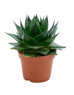 Cactus Euphorbia (test 12 cm ø)