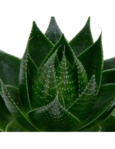 Aloe cosmo (maceta 12 cm ø) 2