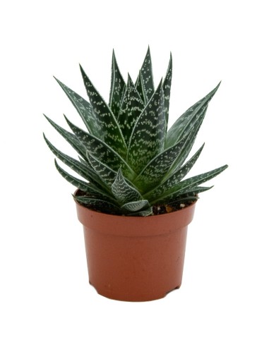 Aloe Tiki Tahi (maceta 12 cm ø)