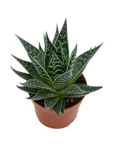 Aloe Tiki Tahi (maceta 12 cm ø)