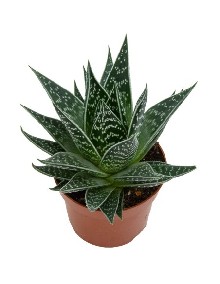 Aloe Tiki Tahi (maceta 12 cm ø)