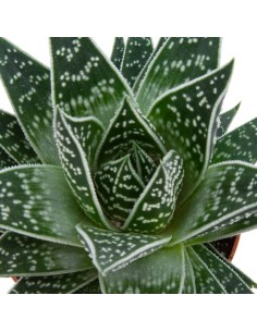 Aloe Tiki Tahi (maceta 12 cm ø) 2