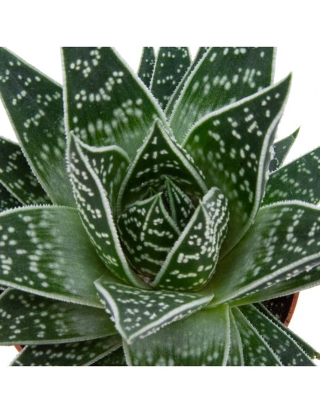 Aloe Tiki Tahi (maceta 12 cm ø)