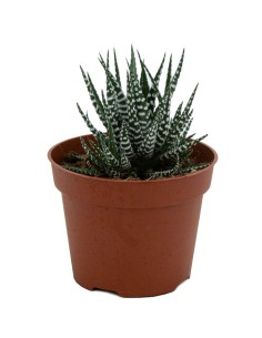 Haworthia Fasciata