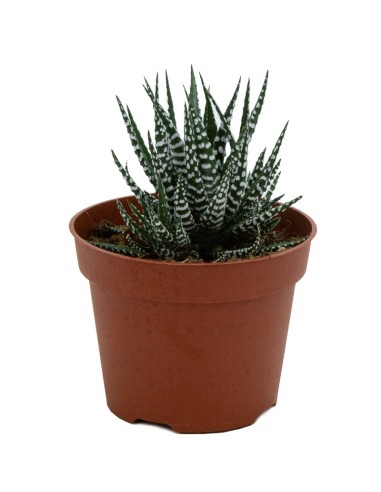 Haworthia Fasciata