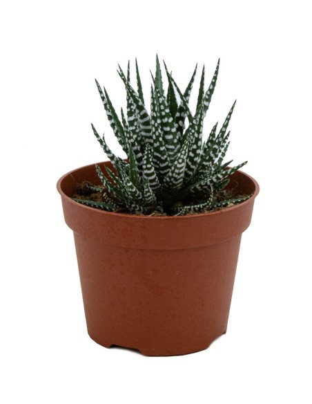 Haworthia Fasciata