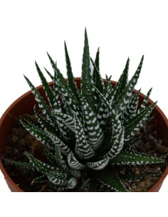 Haworthia Fasciata 2