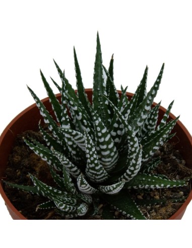 Haworthia Fasciata