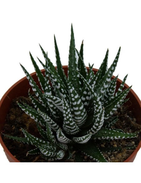 Haworthia Fasciata