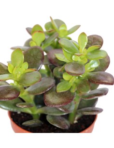 Crassula ovata (maceta 9 cm ø) 2