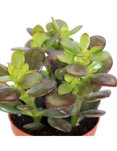 Crassula ovata (vaso 9 cm ø)