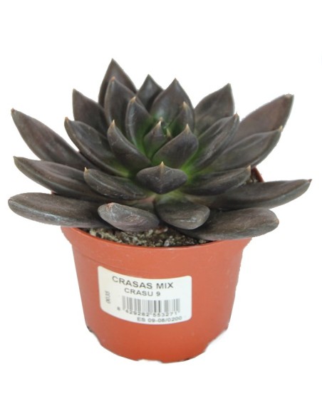Echeveria Black Prince