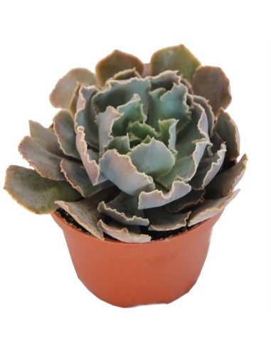 Echeveria Pink Frill's