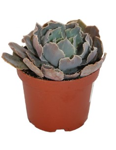 Echeveria Pink Frill's