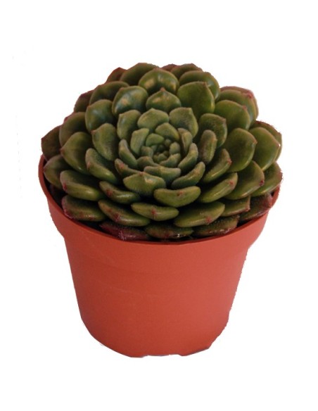 Echeveria cv. Carol