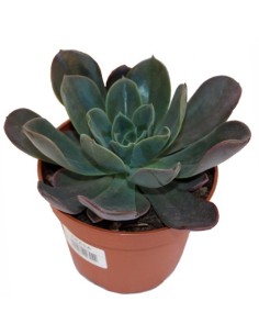 Echeveria glauca