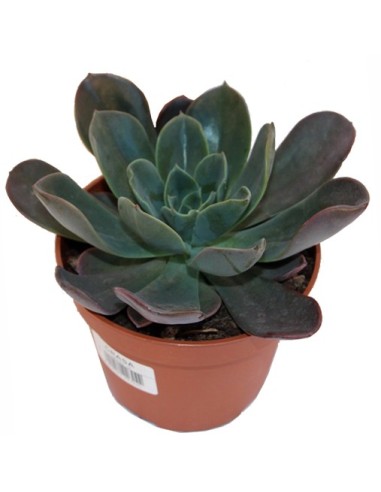 Echeveria Glauca