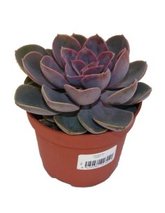 Echeveria perla de Nuremberg