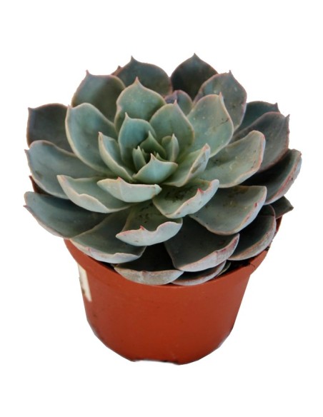 Echeveria Colorata (test 9 cm ø)