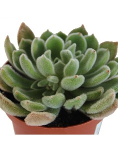 Echeveria Green Velvet (maceta 9 cm ø) 2