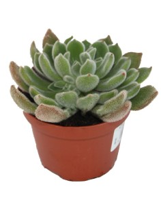 Echeveria cv. black river (test 12 cm ø)