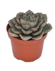 Echeveria Morani (vaso 9 cm ø)