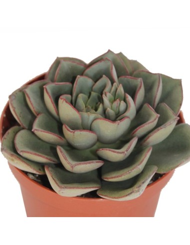 Echeveria Morani (test 9 cm ø)