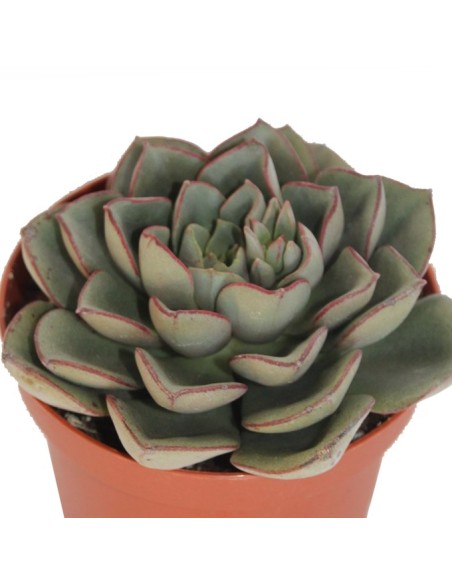 Echeveria cv. black river (test 12 cm ø)