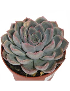 Echeveria Hercules (vaso 9 cm ø) 2