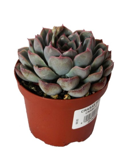Echeveria Morani (test 9 cm ø)