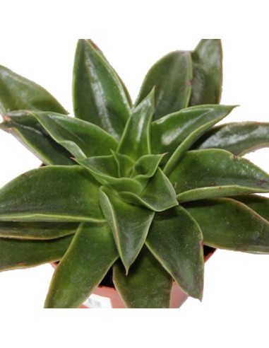 Echeveria Mexicana (maceta 9 cm ø)