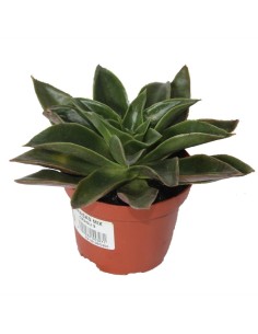 Echeveria mexicana (vaso 9 cm ø)