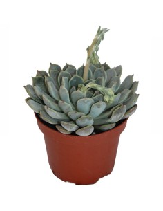 Echeveria Norma (maceta 9 cm ø)